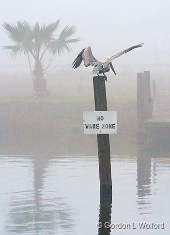 No Wake Zone Sentinel_32478.jpg - Brown Pelican (Pelecanus occidentalis)Photographed along the Gulf coast near Port Lavaca, Texas, USA. 